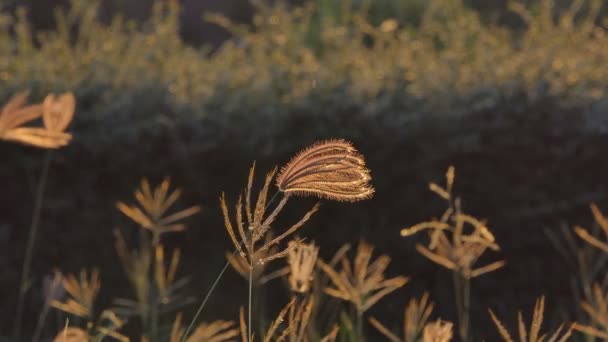 Трава Вітрі Заході Сонця Природі Краса Природи — стокове відео