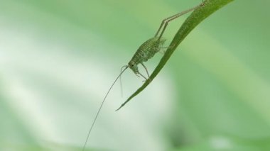 Tropikal yağmur ormanlarında yeşil yapraklı çekirge.