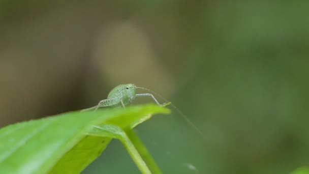 Grasshopper Hoja Verde Selva Tropical — Vídeos de Stock
