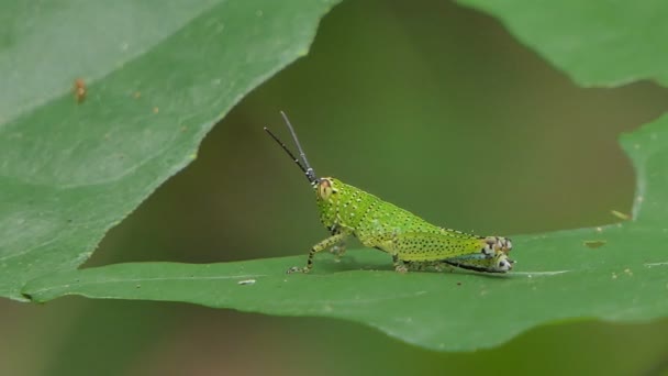 Gafanhoto Folha Verde Floresta Tropical — Vídeo de Stock