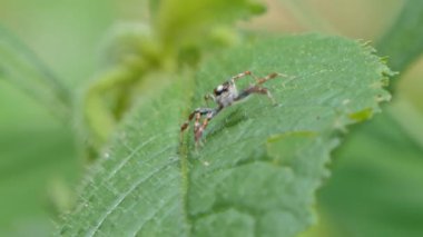 Tropikal yağmur ormanlarında yeşil yaprak üzerinde zıplayan örümcek.
