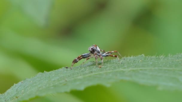 Araña Saltarina Sobre Hoja Verde Selva Tropical — Vídeos de Stock