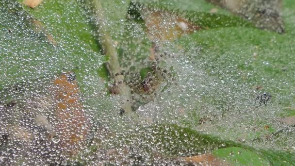 Spinne Netz Tropischen Regenwald — Stockvideo