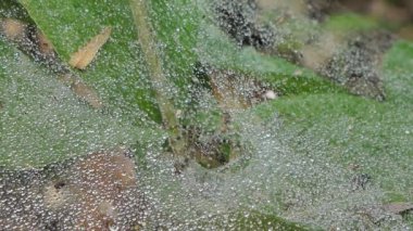 Tropikal yağmur ormanlarında örümcek ağda.