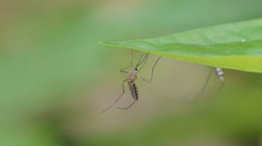 Tropikal yağmur ormanlarında yeşil yaprak altında sivrisinek.