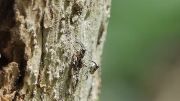 Kumbang Penggerek Berlubang Dalam Kumbang Ambrosia Adalah Hama Serangga Pada — Stok Video
