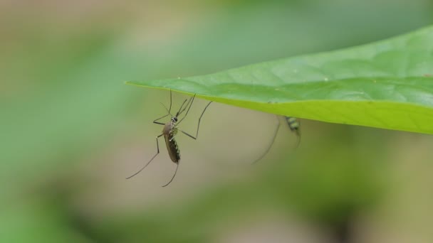 Zanzara Sotto Foglia Verde Nella Foresta Pluviale Tropicale — Video Stock