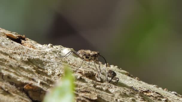 Pin Buraco Besouros Broca Besouros Ambrosia Pragas Insetos Época Acasalamento — Vídeo de Stock