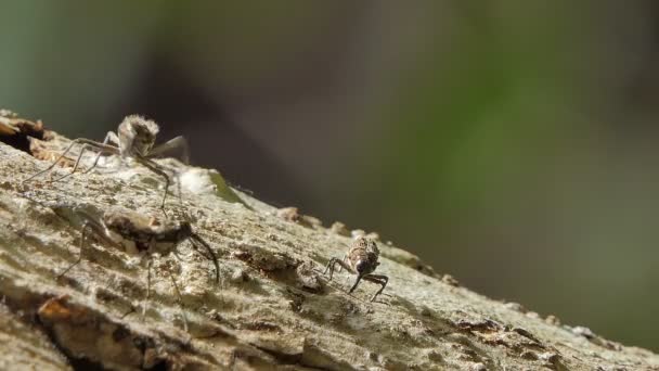 Pin Hole Borer Beetles Ambrosia Beetles Insect Pests Mating Season — Stock Video