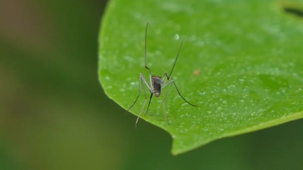 Mücke Auf Grünem Blatt Tropischen Regenwald — Stockvideo