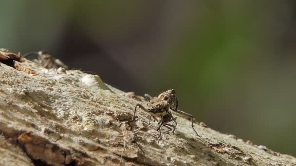 Stecknadelbohrkäfer Ambrosia Käfer Ist Insektenschädling Der Paarungszeit — Stockvideo