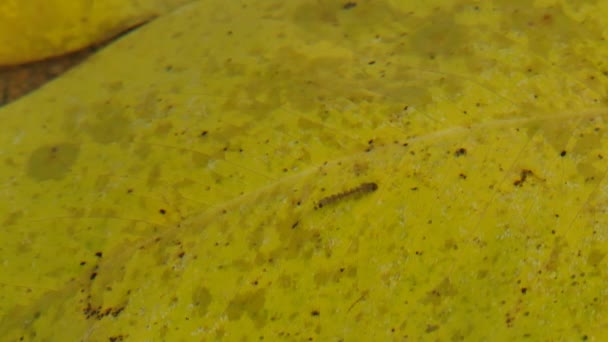 埃及伊蚊幼虫在水中的蚊子幼虫 — 图库视频影像