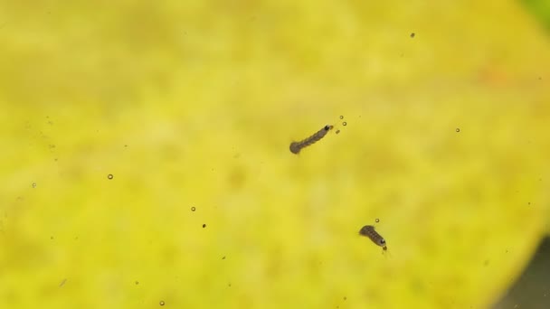 Προνύμφες Κουνουπιών Του Aέδες Aegypti Στο Νερό — Αρχείο Βίντεο
