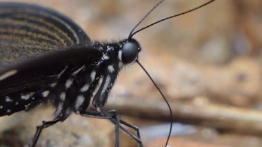 Siyah ve Beyaz Helen kelebeği (Papilio nephelus) tropikal yağmur ormanlarında şelalede mineral yiyorlar..
