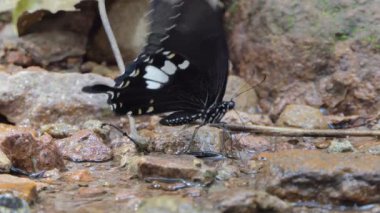Siyah ve Beyaz Helen kelebeği (Papilio nephelus) tropikal yağmur ormanlarında şelalede mineral yiyorlar..