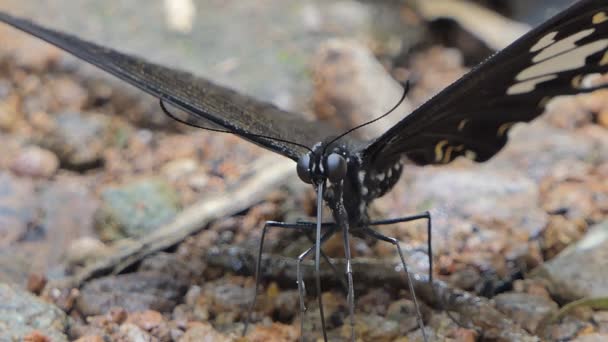 Motýl Černý Bílý Helen Papilio Nephelus Jíst Minerál Vodopádu Tropickém — Stock video
