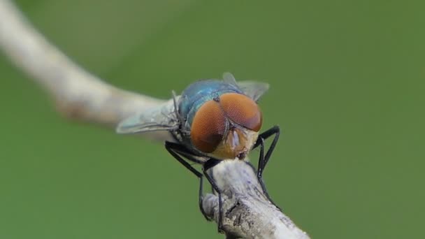 Bluebottle Fly Auf Ast Tropischen Regenwald — Stockvideo