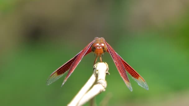 Rote Libelle Purpurroter Tropfen Auf Zweigen Feuchtgebieten — Stockvideo