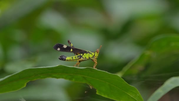 Gafanhoto Macaco Mancha Verde Gafanhoto Macaco Korat Folha Verde Floresta — Vídeo de Stock