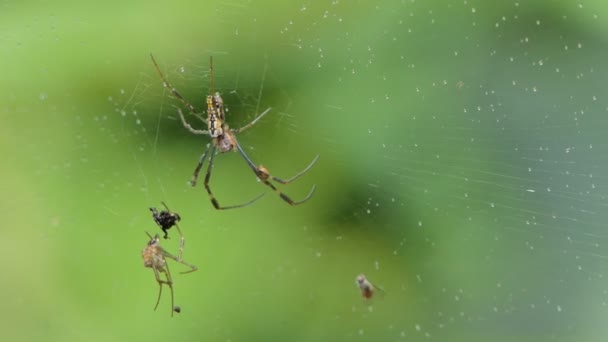 Golden Orb Weaver Spider Pavučině Tropickém Deštném Pralese — Stock video
