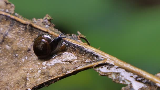 蜗牛在热带雨林的树上爬行 — 图库视频影像