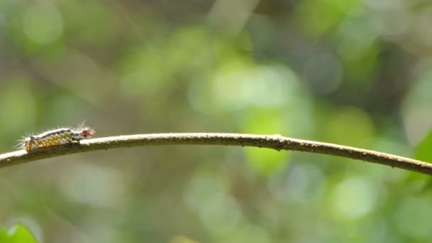 毛毛虫在热带雨林的树枝上爬行 — 图库视频影像