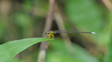 Tropikal yağmur ormanlarında yeşil yaprak üzerinde yusufçuk, kanatlı kız böceği..