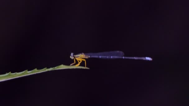 Dragonfly Spread Winged Damselfly Green Leaf Tropical Rain Forest — Stock Video