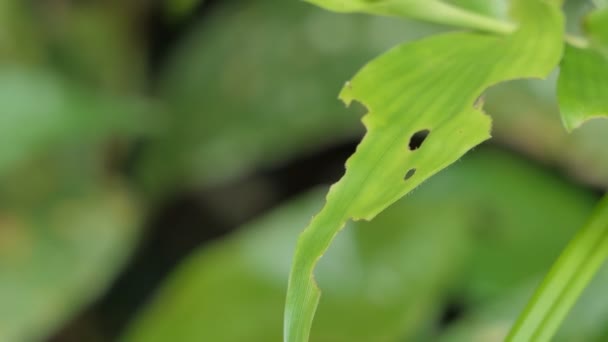 Libélula Mosca Damisela Alas Extendidas Sobre Hoja Verde Selva Tropical — Vídeos de Stock