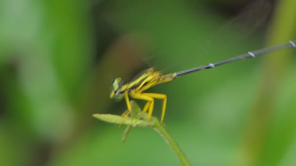 Dragonfly Damselfly Ανοιγμένη Φτερά Πράσινο Φύλλο Στο Τροπικό Δάσος — Αρχείο Βίντεο