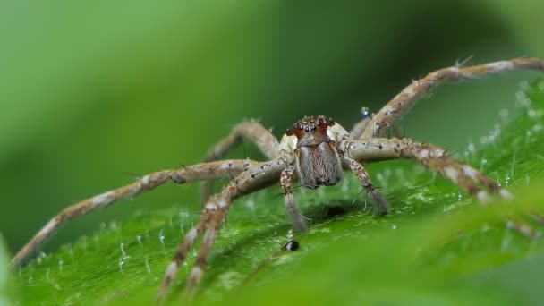 Huntsman spider on leaf in tropical rainforest. — Stock Footage Huntsman Spider Leaf Tropical Rainforest Royalty Free Stock Footage