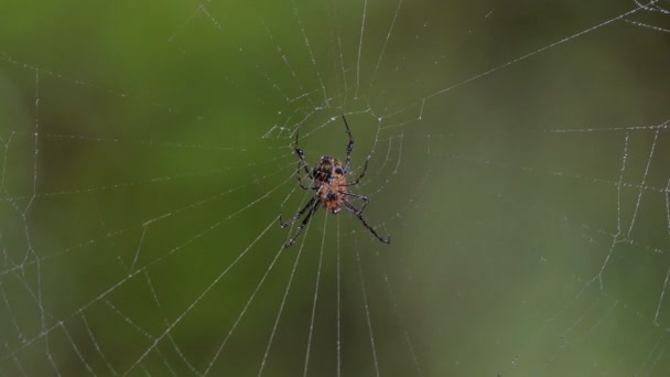 Araignée Épineuse Hasselt Sur Toile Araignée Dans Forêt Tropicale Humide — Video