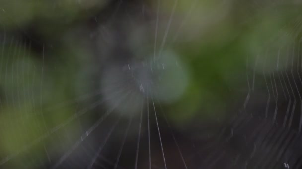 Hasseltův Spiny Spider Pavučině Tropickém Deštném Pralese — Stock video