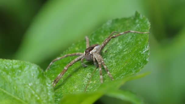 Lovec Pavouk Listí Tropickém Deštném Pralese — Stock video