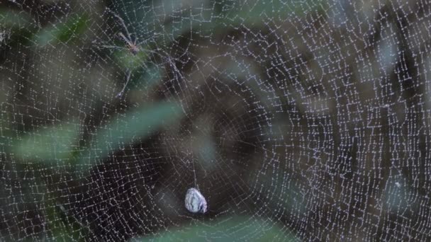 ゴールデンオーブスパイダー 熱帯雨林でクモの巣に蝶をキャッチ織り — ストック動画