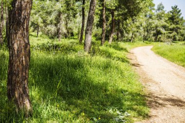 Güneşli yaz günü üzerinde orman yeşil çim ve thekking yolu ile çam