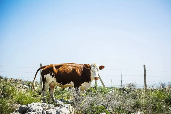 Cow standing outdoor with blue sky space background