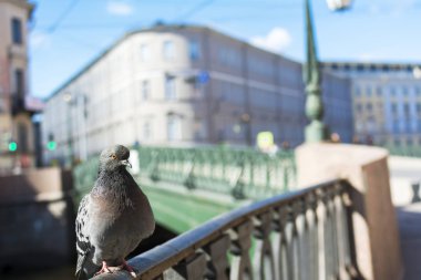 Güvercin Griboyedov köprü kanal St Petersburg şehir merkezi ile ayakta arka plan (alan sığ derinliği) metin için boş alan ile bulanık