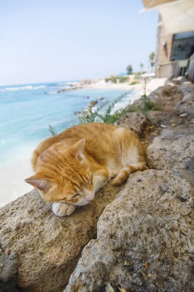 Cute kot spanie w pobliżu plaży i turkusowy widok na morze. Relax Trave — Zdjęcie stockowe