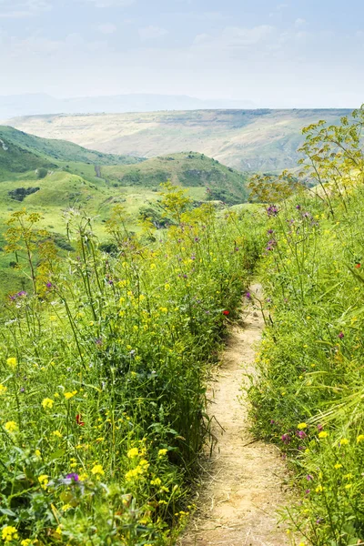Rural Path among Green Hills and Blooming Wild Flowers in Spring