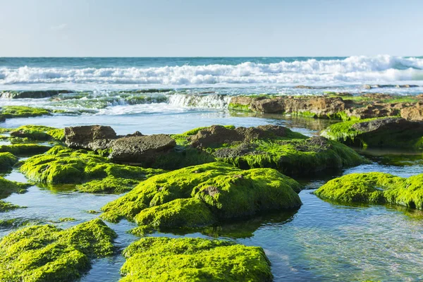 Green Seaweed on Black Rocks Sea Landscape. Fresh Clear Water an