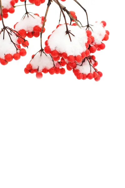 Red Berry Winter Nature Viburnum — Stock Photo, Image