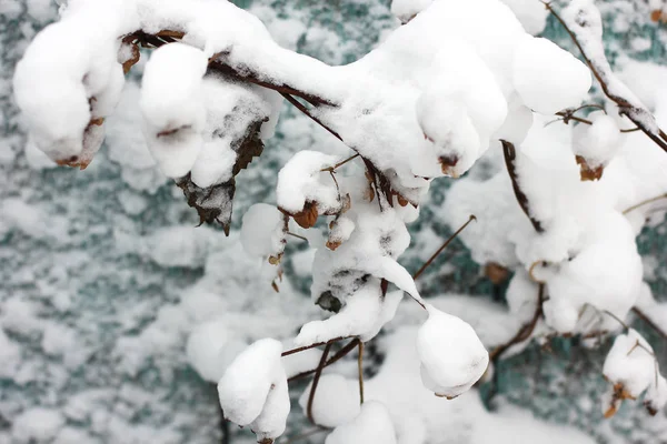 Pflanze Winter Schnee — Stockfoto