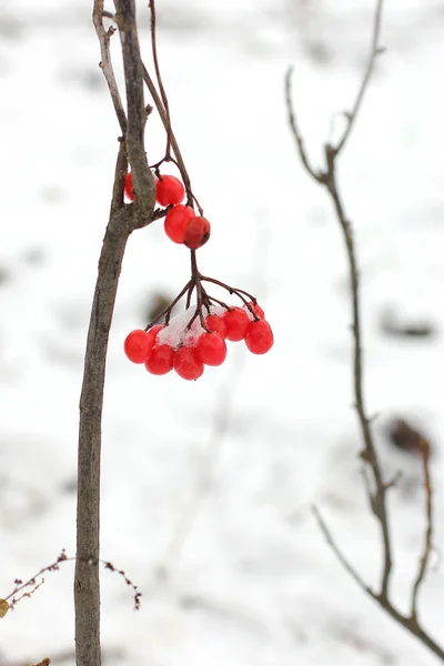 Viburnum Winter Winter Viburnum Red Berries — Stock Photo, Image