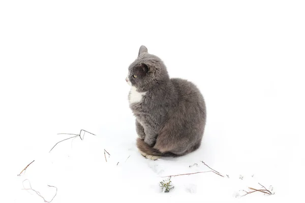 Кошка Улице Зимой — стоковое фото