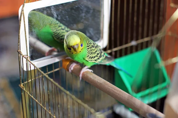 Budgerigar Parrot Cage — Stock Photo, Image