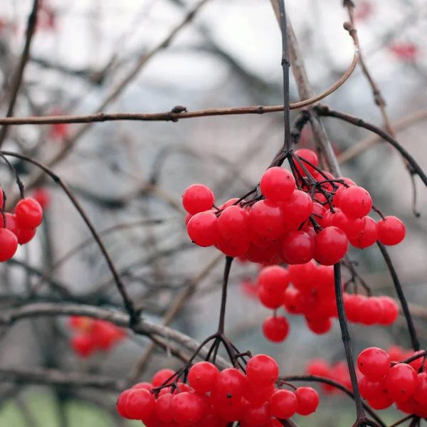 Viburnum Bagas Vermelhas Outono — Fotografia de Stock