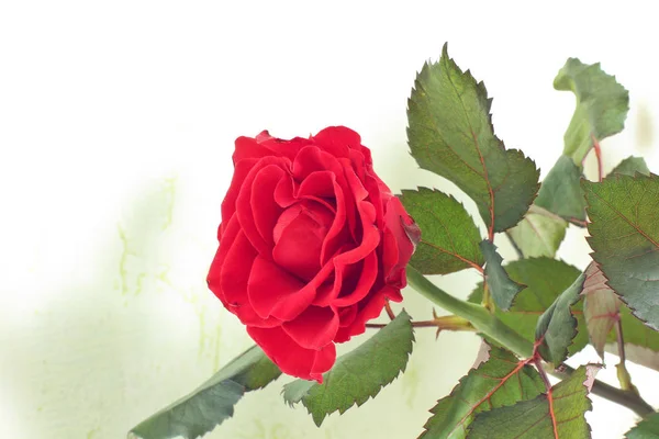 Красные Розы Закрываются — стоковое фото