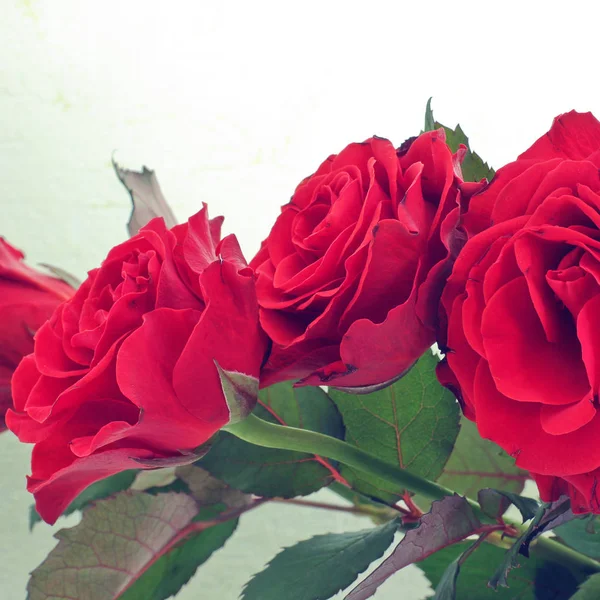Kırmızı Güller Yakın Çekim — Stok fotoğraf