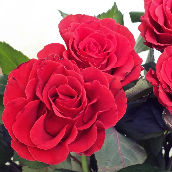 Красные Розы Закрываются — стоковое фото